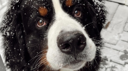 Illustration : La joie communicative d’un chien quand les premières neiges se mettent à tomber (vidéo) 