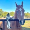 Illustration : En faisant appel &agrave; un chat de grange pour lutter contre les souris, cette cavali&egrave;re n&rsquo;imaginait pas qu&rsquo;il deviendrait le meilleur ami de son cheval &acirc;g&eacute; (vid&eacute;o)