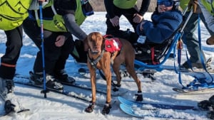 Illustration : "2 chiens thérapeutiques apportent beaucoup de réconfort aux personnes blessées sur les pistes de ski et inspirent un programme national (vidéo)"