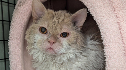 Illustration : En scannant la puce électronique d’un chat perdu dans un aéroport, une association découvre le long voyage effectué par le félin pour retrouver sa maîtresse (vidéo)