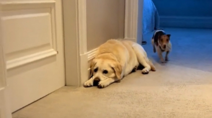 Illustration : Ce Labrador étonné par l'énergie débordante de son amie Jack Russell qui ne tient pas en place ne peut qu'assister au spectacle (vidéo)