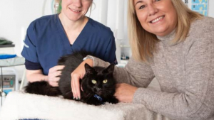 Illustration : Un chat tombe malade du jour au lendemain et le vétérinaire est estomaqué en découvrant ce qu’il a ingurgité