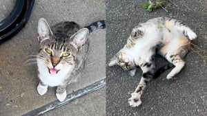 Illustration : "En s’installant devant une caserne de pompiers, un chat errant réussit rapidement à se faire comprendre et obtient l’attention dont il a besoin"