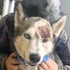 Illustration : Accueilli au refuge avec une blessure grave &agrave; l&rsquo;&oelig;il, ce Husky pour qui le pronostic vital &eacute;tait engag&eacute; d&eacute;couvre sa nouvelle vie (vid&eacute;o)