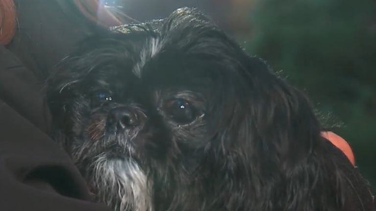 Une dame voyant un Shih Tzu seul dans la rue croit reconnaître celui ...