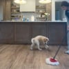 Illustration : Faire le m&eacute;nage devient &agrave; la fois plus compliqu&eacute; et plus dr&ocirc;le avec ce chiot d&eacute;bordant d'&eacute;nergie (vid&eacute;o)