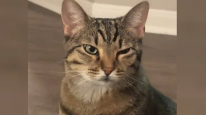 Illustration : Un chat "rancunier" fait savoir à sa maîtresse qu'elle n'aurait jamais dû le sortir de sa zone de confort en l'emmenant chez des amis (vidéo)