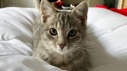 Illustration : Trouvé dans une benne à ordures, ce chaton use de ses charmes pour convaincre ses bienfaiteurs de l’adopter (vidéo)