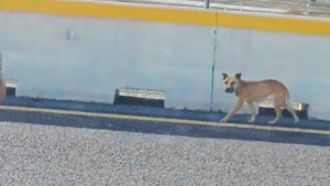 Illustration : En acceptant les caresses d'un automobiliste inconnu, cette chienne marchant dangereusement sur une autoroute s'offre une chance de survivre (vidéo)