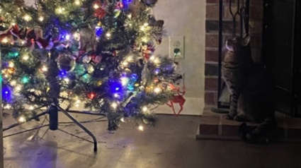 Illustration : Un chat donnant l'impression de contempler le sapin de Noël a en fait repéré un objet lié à un être cher (vidéo)