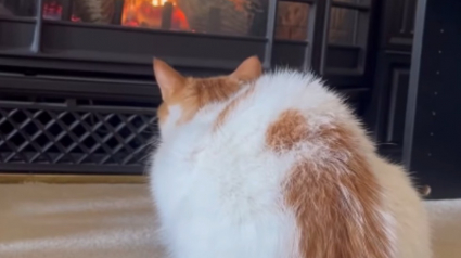 Illustration : La propriétaire d'un chat terrifié par la cheminée l'aide à surmonter sa peur pour se détendre au coin du feu (vidéo)