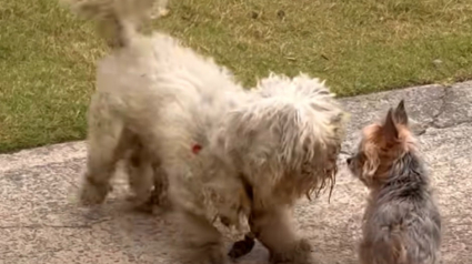Illustration : Un chien abandonné à la fourrure sale et emmêlée trouve une aide providentielle en suivant une jeune femme et son Yorkshire dans la rue (vidéo)