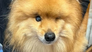 Illustration : Le mystère s’épaissit après la découverte d’un chien aveugle retrouvé seul sur un parking 