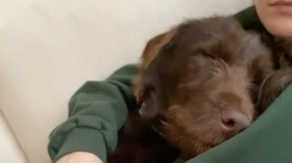 Illustration : Une chienne qui n’a connu que la vie en refuge sort enfin faire une balade et remercie sa bienfaitrice (vidéo)