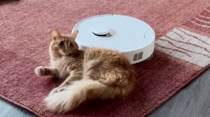 Illustration : Au lieu d'être effrayé par le robot aspirateur, ce chat l'utilise comme accessoire de massage et de jeu (vidéo)