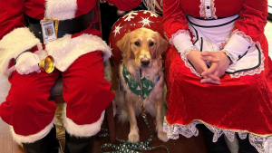 Illustration : En période de Noël, une chienne apaise le cœur des patients d'un hôpital et leur apporte du bonheur