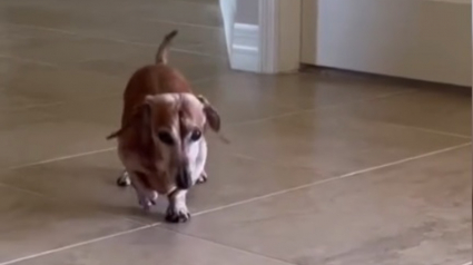 Illustration : Le stratagème astucieux d'un chien sénior tenant à ce que sa maîtresse le prenne dans ses bras (vidéo)