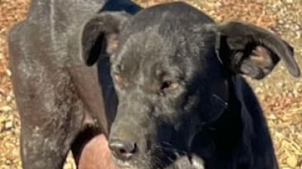Illustration : Une chienne abandonnée par sa famille cherchait constamment un endroit pour être en sécurité jusqu’à ce que son rêve se réalise 