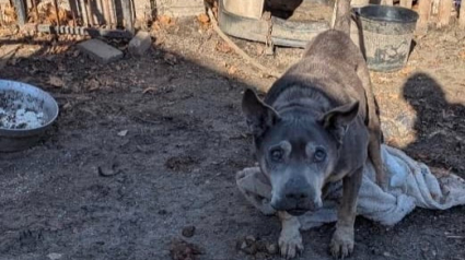 Illustration : Un témoin change le destin d'un chien âgé et sourd qui vivait enchaîné dans un enclos