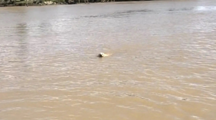 Illustration : Une virée en bateau tourne à la mission de secours pour un chien abandonné nageant dans une rivière (vidéo)