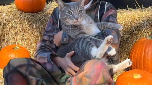 Illustration : Un chat domestique retrouve son instinct sauvage après s’être retrouvé coincé sur une île pendant plusieurs semaines 