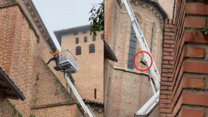 Illustration : Lors d'un sauvetage, un chat coincé sur le toit d'une église préfère s'en sortir seul au prix d'un saut spectaculaire (vidéo)