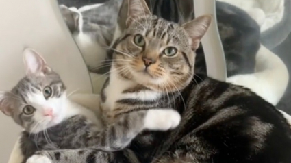 Illustration : En adoptant un chaton pour tenir compagnie à son autre chat, une jeune femme ne s’attendait pas à une telle réaction des 2 félins (vidéo)