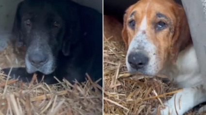 Illustration : Après le décès de leur propriétaire, ces 3 chiens ont été abandonnés comme des « déchets indésirables » par ceux qui auraient dû prendre soin d’eux (vidéo)