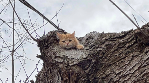 Illustration : La demande surprenante d'une femme dont le chat est coincé en haut d'un arbre à un spécialiste des sauvetages de ce type
