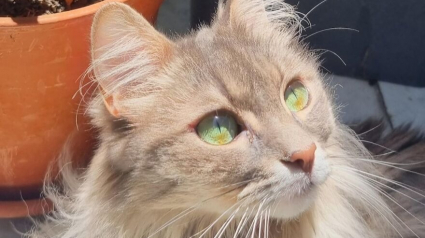 Illustration : 15 photos de chats magnifiques qui pourraient être de vrais mannequins