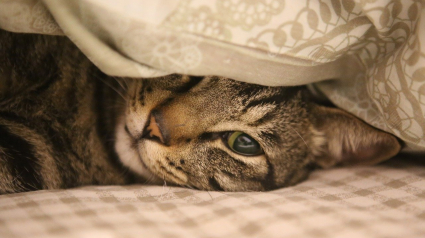 Illustration : 11 signes qui prouvent que nos amis les chats essayent de nous parler
