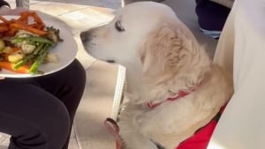 Illustration : Une chienne d'assistance entraînée à détecter les arachides sauve sa maîtresse gravement allergique d’un choc anaphylactique potentiellement mortel (vidéo)