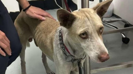Illustration : Une dame vient en aide à un chien qu'elle croit errant avant de découvrir via les réseaux sociaux qu'on le cherchait depuis 2 semaines