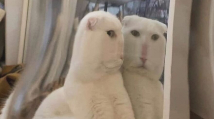 Illustration : 15 photos de chats qui vont vous faire mourir de rire