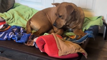 Illustration : Ce chien qui n’avait jamais connu le bonheur est perturbé en voyant sa queue remuer pour la première fois (vidéo) 