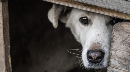 Illustration : 11 raisons pour lesquelles il faut adopter un chien de refuge