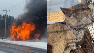 Illustration : Un chaton de 4 mois survit miraculeusement à l’incendie dévastateur de sa maison