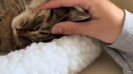 Illustration : Cette chatte autrefois enfermée dans un refuge découvre les plaisirs simples de la vie dans sa nouvelle maison (vidéo)