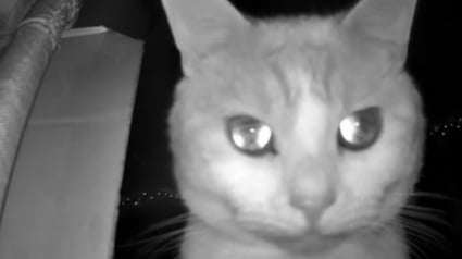 Illustration : Bouleversée par l'attitude de son chat qu'elle observe via la vidéosurveillance, elle décide d'interrompre sa soirée entre amis pour le rejoindre (vidéo) 