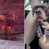 Illustration : Un chien héroïque sauve sa propriétaire et des dizaines de voisins d’un incendie