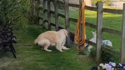 Illustration : Ce chien, qui semble faire fuir des moutons, partage en fait une partie de jeu avec eux (vidéo)
