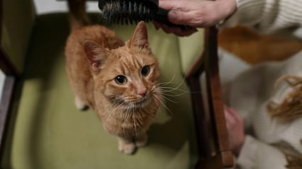 Illustration : 5 bonnes résolutions que tous les propriétaires d’animaux devraient prendre