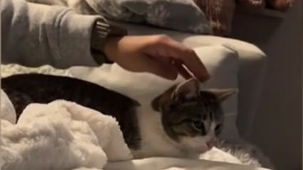 Illustration : Une famille offre temporairement l'hospitalité à une chatte errante pour la protéger du froid mais réalise qu'elle ne pourra se passer d'elle (vidéo)