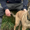 Illustration : Cette chienne polici&egrave;re &agrave; la retraite d&eacute;tecte une anormalit&eacute; chez son ma&icirc;tre et fait tout pour attirer son attention