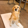 Illustration : Cet homme se plaint que son chien est trop g&acirc;t&eacute; mais sa femme le surprend en train de le choyer comme un enfant (vid&eacute;o)