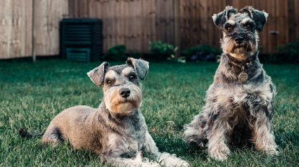 Illustration : 5 conseils pour que votre chien ne puisse pas s’échapper de votre jardin