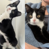 Illustration : Bien décidée à fuir les hommes, cette petite chatte a réussi à s’échapper 2 fois de son refuge avant de finalement trouver son foyer idéal