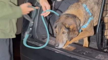 Illustration : Les premiers pas vers la résilience d’une chienne traumatisée et maltraitée au refuge (vidéo) 