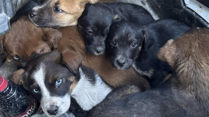 Illustration : Des chiots abandonnés loin de tout voient passer un couple en buggy et saisissent cette opportunité unique de changer de vie