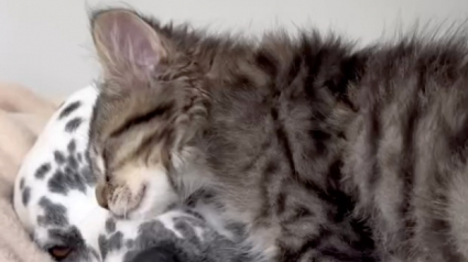 Illustration : Alors qu’ils ne devaient vivre ensemble que pour un temps, un Dalmatien et un chat nouent un lien indéfectible et émouvant (vidéo)